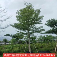 小叶榄仁庭院园林种植行道树漳州基地直销多规格供应