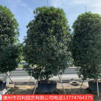 桂花树浓香花卉常青植物庭院小区种植漳州基地直销
