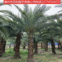 中东海枣树耐寒风景树行道树绿化工程种植漳州基地直销