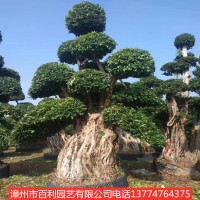 榕树风景树木路旁绿化苗木漳州基地直销
