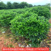 非洲茉莉球四季常青净化空气漳州基地直销
