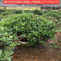 海桐球庭院绿篱植物造型树漳州基地直销