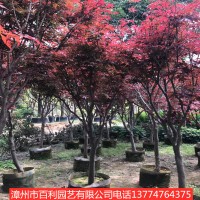 红枫园林绿化工程庭院种植漳州基地直销
