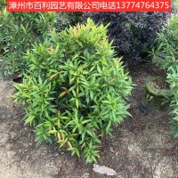 红车漳州基地直销庭院街道植物多规格供应