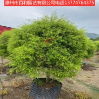 黄金宝树庭院种园林景观漳州基地直销