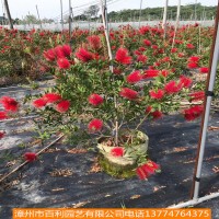 美花红千层园林景观工程供应漳州基地直销多规格供应