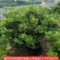米兰球四季开花庭院种植小区绿化净化空气漳州基地直销