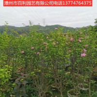 木槿耐热花卉四季开花漳州基地直销