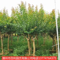 紫薇树四季常青风景树庭院室外花卉漳州基地直销