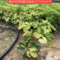 澳洲鸭脚木绿化工程漳州基地直销多规格供应