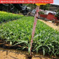 翠芦莉花好养花卉耐寒盆栽地栽漳州基地直销