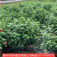 扶桑四季常青开花不断绿化带庭院种植漳州基地直销