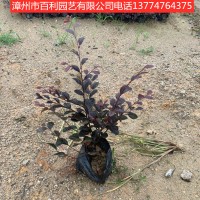 红花继木绿化工程色块苗道路景观漳州基地直销