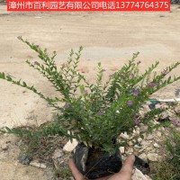 满天星耐寒植物绿化种植漳州基地直销