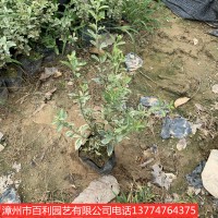 花叶女贞庭院种植道路绿化漳州基地直销