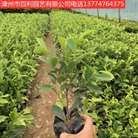 黄金榕园林绿化景观工程漳州基地直销