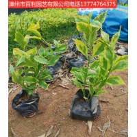 金边假连翘四季常青绿化工程庭院漳州基地直销