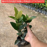 龙船花四季开花庭院阳台种植漳州基地直销