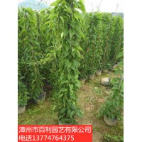 炮仗花攀爬植物庭院围墙绿篱种植漳州基地直销