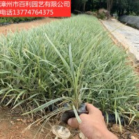 银边沿阶草绿化工程小区庭院种植漳州基地直销