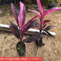 朱蕉庭院园林绿化工程漳州基地直销