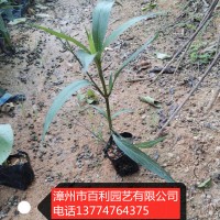 紫花芦莉园林景观工程绿化供应漳州基地直销