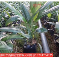棕竹植物花卉漳州基地直销多规格供应