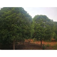 江西桂花供应|江西桂花生产基地|江西桂花苗圃