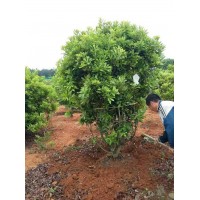 杨梅价格|江西杨梅价格|杨梅报价|江西杨梅报价