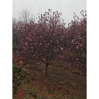 紫玉兰报价|紫玉兰生产基地|紫玉兰苗圃|紫玉兰价格