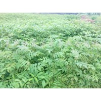 青钱柳生产基地|江西青钱柳苗圃|青钱柳批发|青钱柳供应