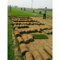草坪种子种植方法-抗寒草坪