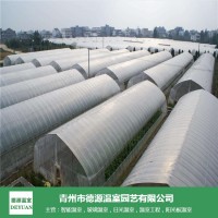 河南日光温室大棚