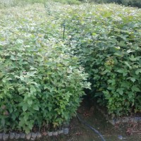 枫香树苗 枫香种子 枫香苗 枫树袋苗