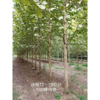 陕西七叶树种植基地