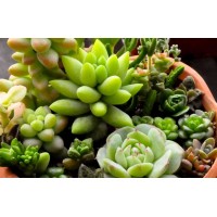 如何进口多肉植物/日本多肉植物进口报关流程