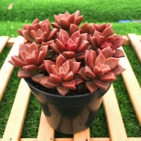 多肉植物进口清关物流 韩国日本多肉植物进口报关公司