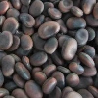 雪松种子进口清关 植物种子进口清关流程