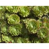 进口韩国多肉植物清关流程/韩国多肉植物进口报关代理