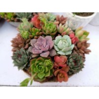 韩国多肉植物进口中国清关流程/多肉植物进口清关报关
