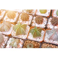 日本植物如何免税进口清关/多肉植物香港进口清关公司