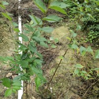 榉树袋苗 榉树苗 高度70厘米榉树容器苗