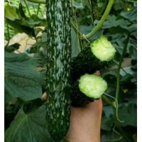 霍山培育黄瓜苗基地,和县适合早春种植黄瓜苗品种2022