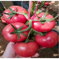 阳原露地种西红柿苗品种 怀安抗重茬粉果番茄苗2022