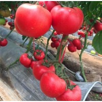 承德抗死颗西红柿苗品种,平泉硬粉西红柿苗哪有卖2022