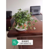 苏州植物租赁 苏州绿植租赁 苏州盆租赁 苏州花木租赁  苏州花卉租赁  苏州摆花