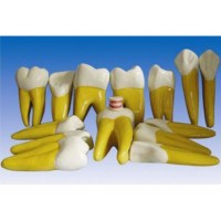 益联医学牙放大模型 14颗恒牙形态结构 口腔科教学模型 牙齿模型